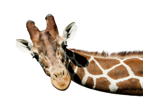 giraffe.jpg