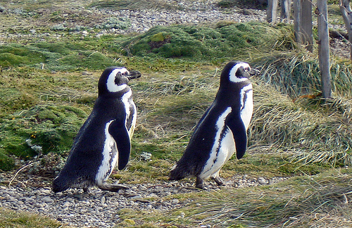 A penguin couple married by ordained minister