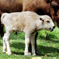 Sighting of "Miraculous" White Bison Fulfills Sacred Native American Omen