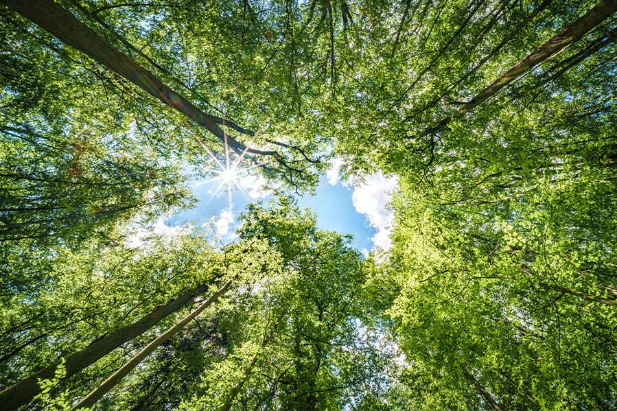 low angle view of sunlight in sky visible through forest trees