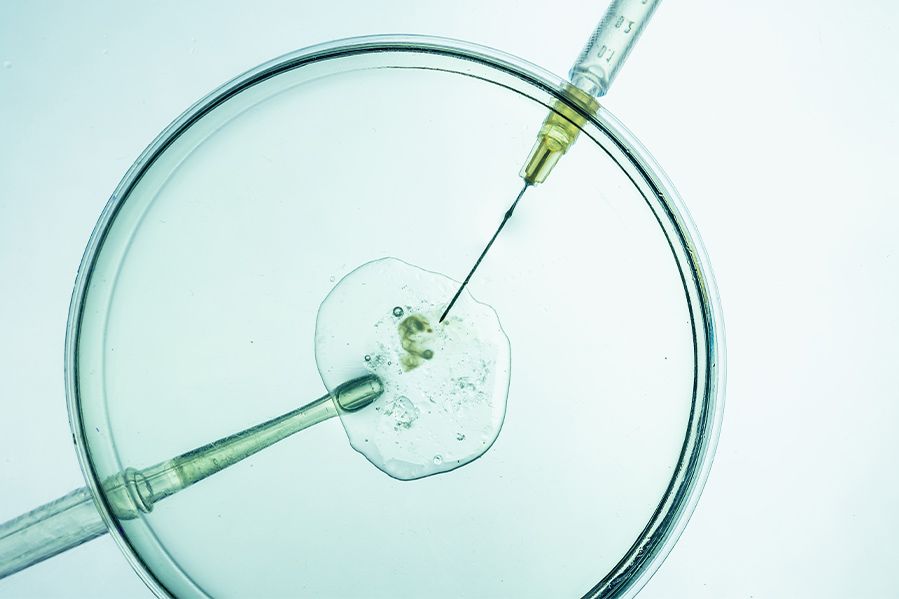 in vitro fertilization in petri dish