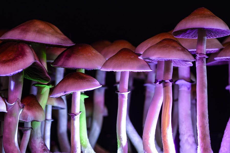 magic mushrooms