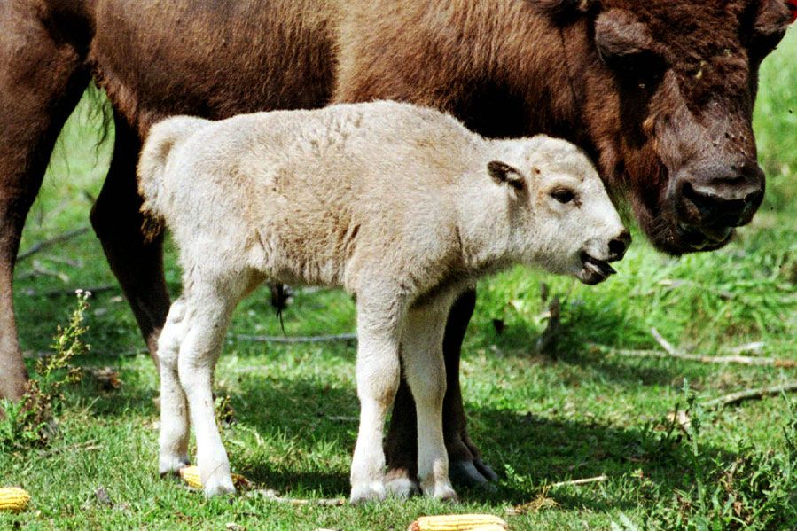 rare white bison calf with mother