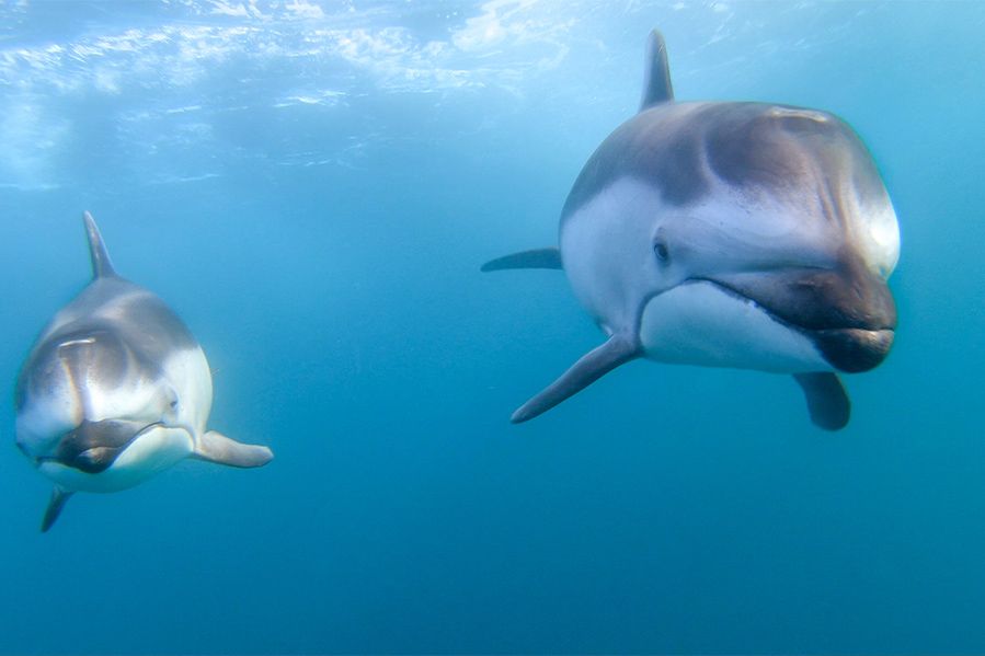 Pair of white sided dolphins