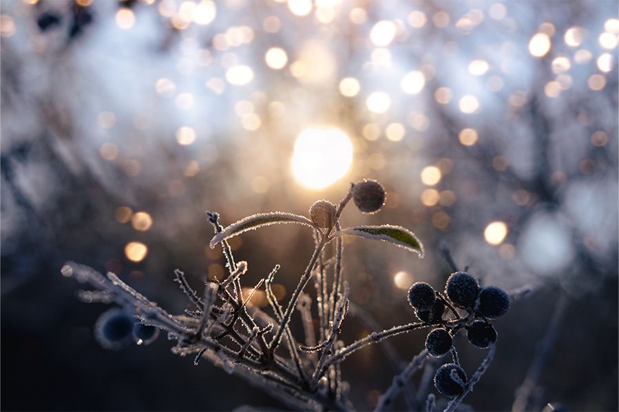 winter frost on plant during sunrise